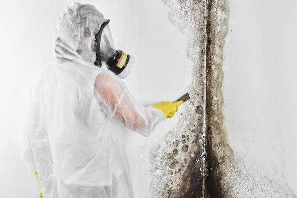 Best Mold Damage Repair  in Lincoln University, PA