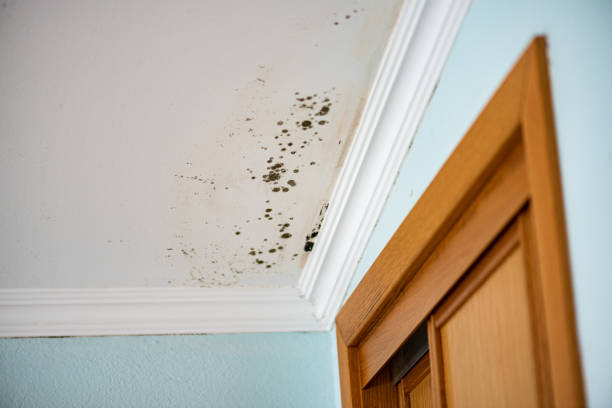Best Toxic Mold Removal  in Lincoln University, PA