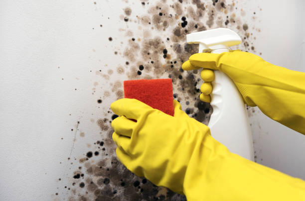 Best Local Mold Removal Service  in Lincoln University, PA