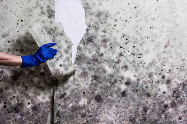 Best Best Mold Removal Companies  in Lincoln University, PA